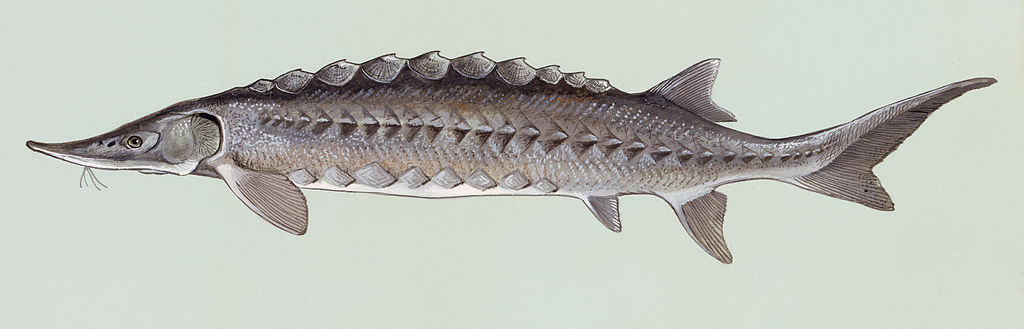 Atlantic Sturgeon