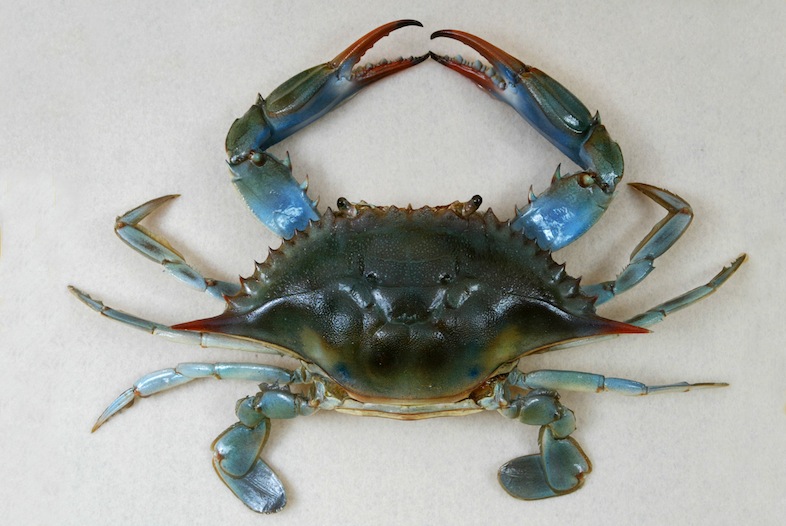 Blue Crab