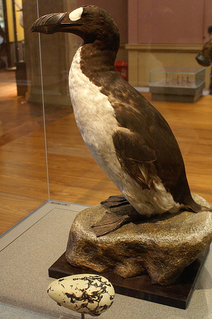 Great Auk