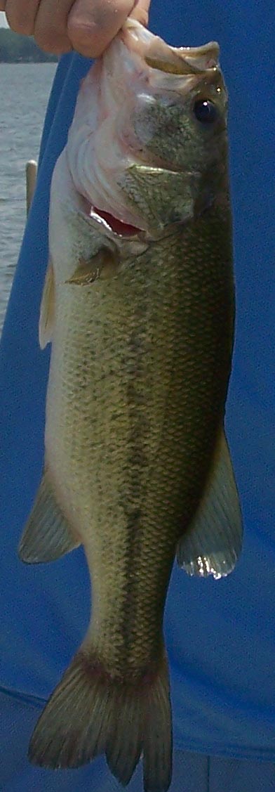 Largemouth Bass