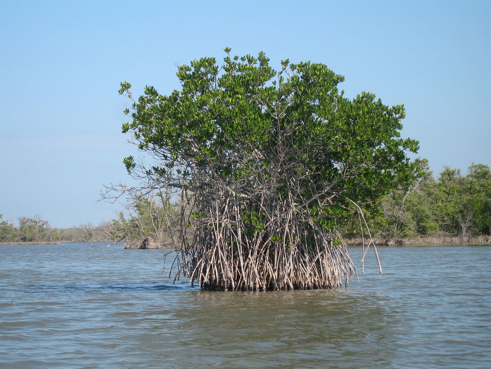 Mangrove