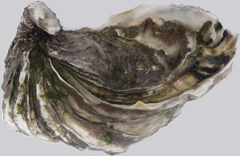 Oyster