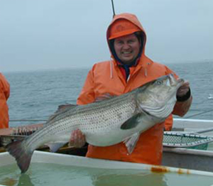 Striped Bass